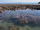 Leeward reef crest along the Anchorage at low spring tide. Note prominence of soft corals in the foreground.